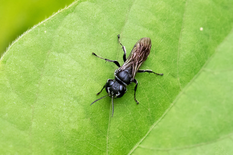 Crabronidae Wasp (Pison sp) (Pison sp)